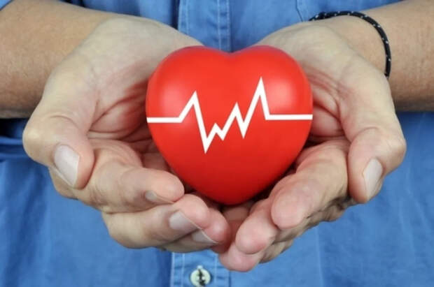 Лионетти: сердце быстро стареет при нарушении связи с блуждающим нервом