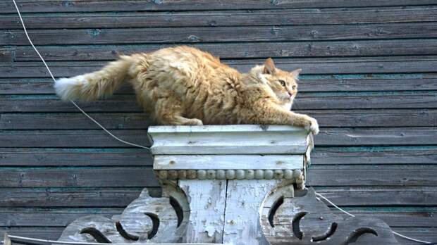 Очень колоритные уличные коты бродячий кот, город, кот, кошка, улица, уличная жизнь, эстетика