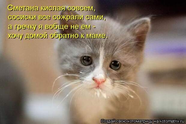 Котоматрицы(картинки с надписями)