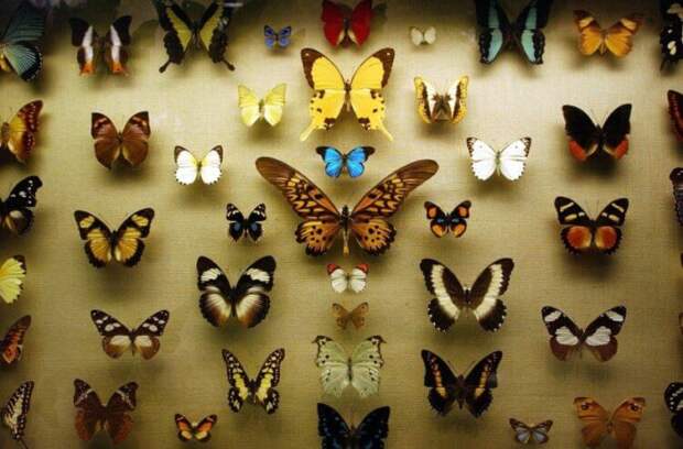 Почему люди перестали коллекционировать бабочек?