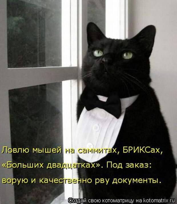 Лучшие котоматрицы недели (50 фото)