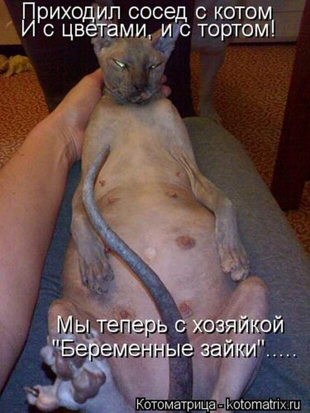 Забавные котоматрицы