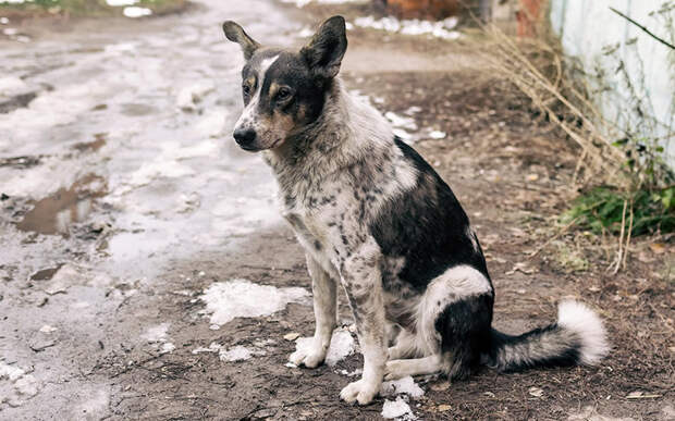 Что делать при встрече со стаей бездомных собак?