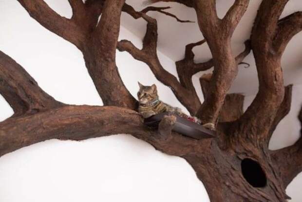 Мужчина покорил кошачье сердечко, построив огромное дерево