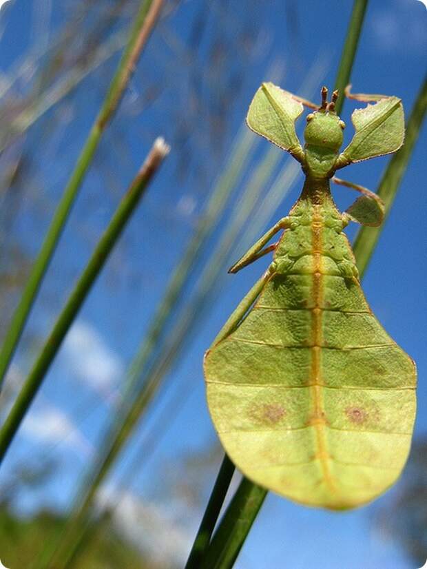 Листотел или листовидка (лат. Phylliidae)