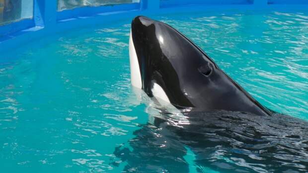 Lolita the orca at the Miami Seaquarium