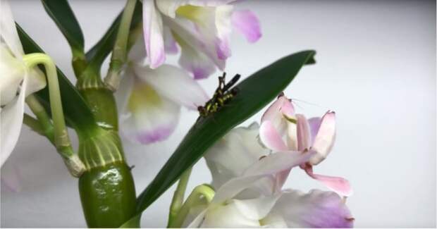 Идеальная маскировка орхидейного богомола богомол, видео, интересное, камуфляж, маскировка, орхидейный богомол, природа