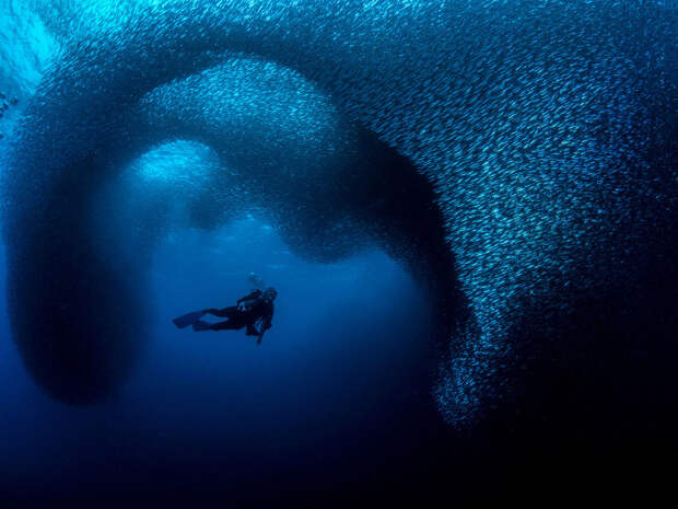 Конкурс подводной фотографии Ocean Art 2019