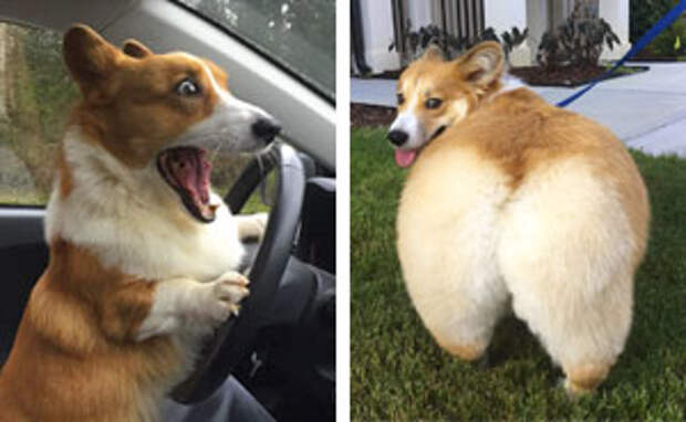 20+ Hilariously Adorable Reasons Why The Queen Chose Corgis