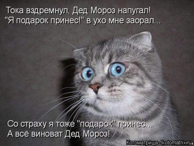 Новая котоматрица для всех! (36 фото)
