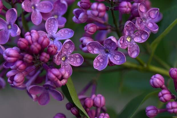 lilac-2321170_640.jpg