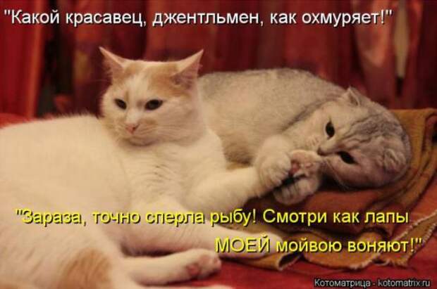 Котоматрицы(картинки с надписями)
