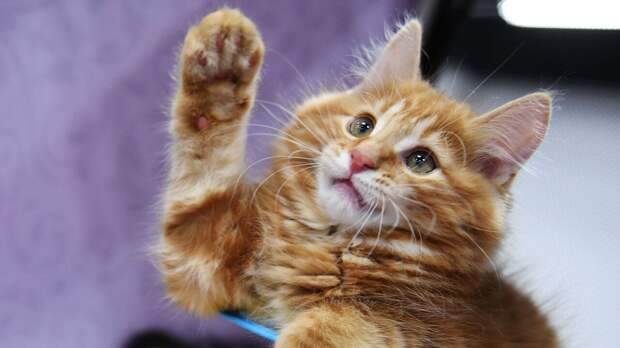 От Египта до Китая: самые удивительные приметы и суеверия о кошках