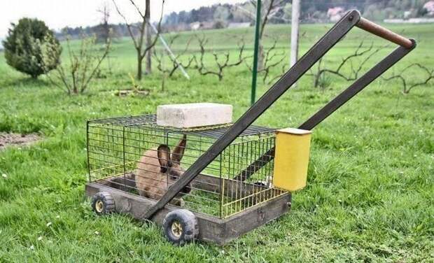 Если у вас нет газонокосилки, но есть кролик, теперь вы знаете, что делать. было бы желание, прикол, юмор