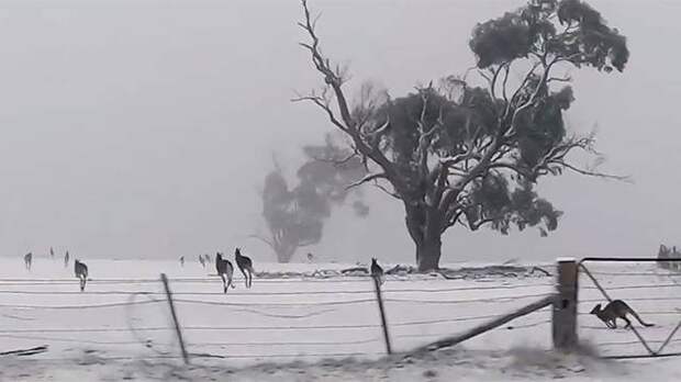 Видео: выпавший впервые за 35 лет в Австралии снег шокировал кенгуру