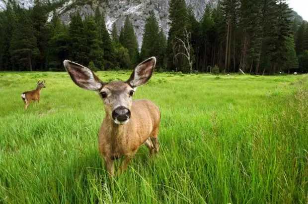 Йосемити – национальный парк США