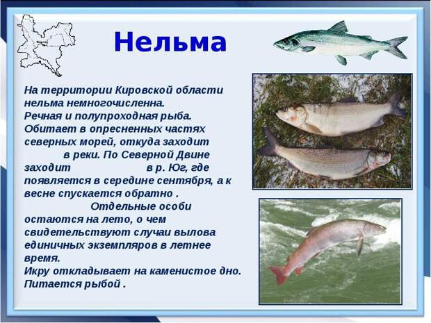 Красная книга России красная книга, рыба, факты
