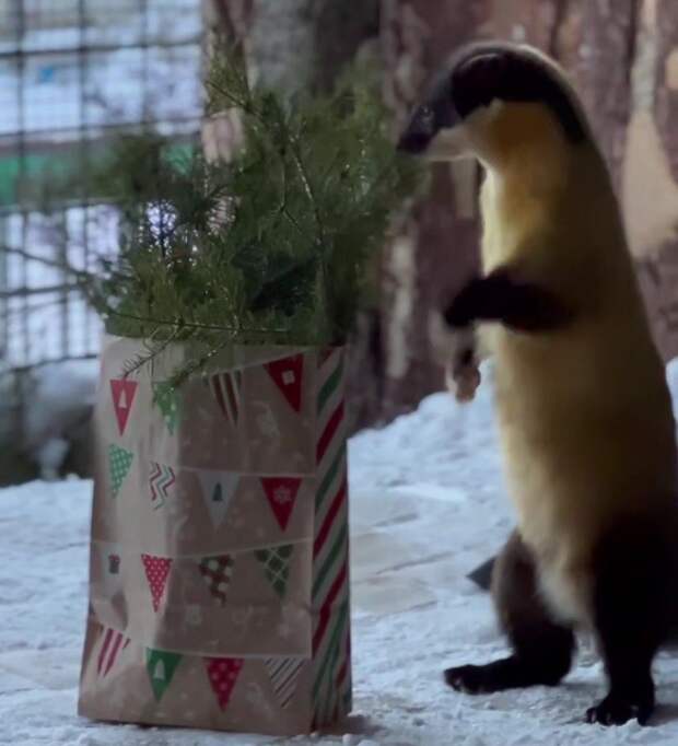 Хищники Ленинградского зоопарка оценили новогодние подарки