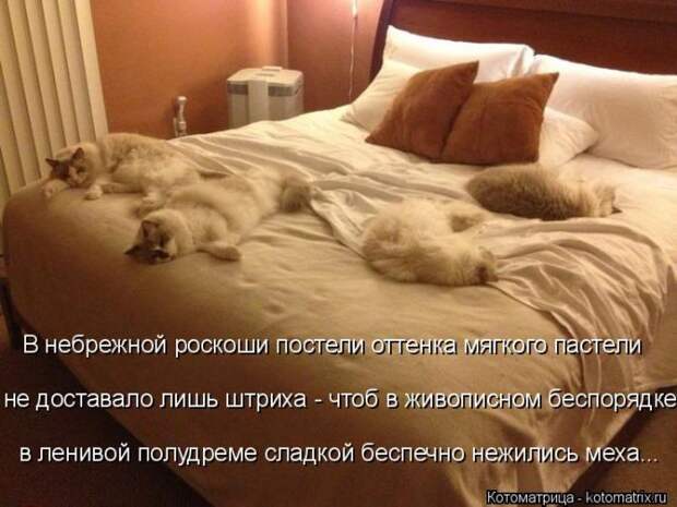 Забавные котоматрицы