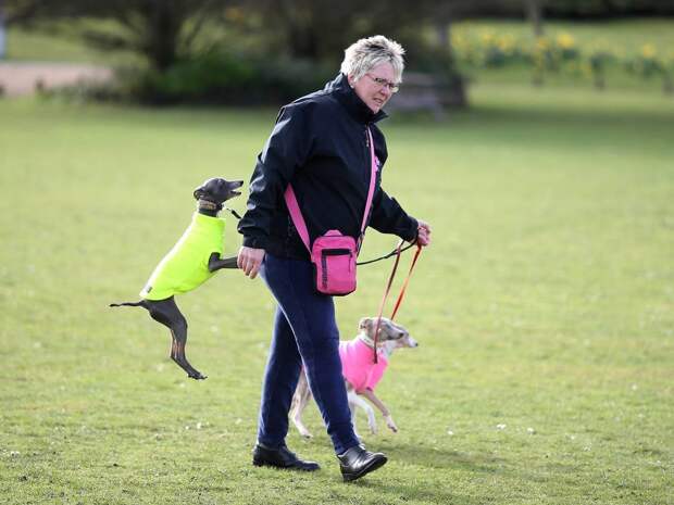 Выставка собак Crufts Dog Show 2019 проходит в Великобритании