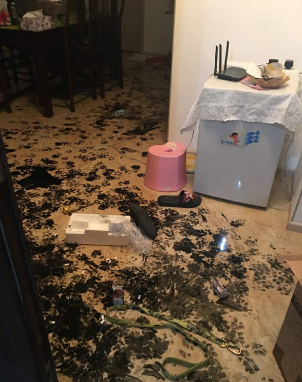 Когда собака заскучала Когда собака заскучала животные, собака