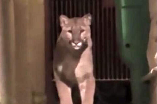 UPI: в США поймали горного льва, гулявшего по городу