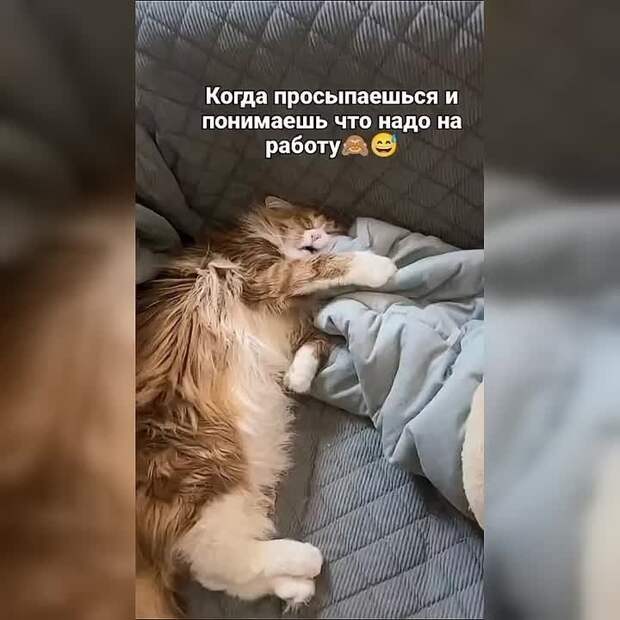 Зачетный кот, выражение морды -шикарно