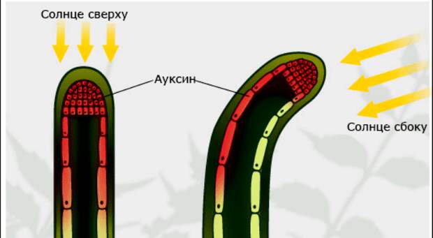 Явление гелиотропизма. /Фото: voobsheto.net