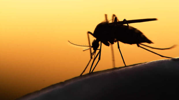 Вакцина от малярии теперь может применяться в Африке