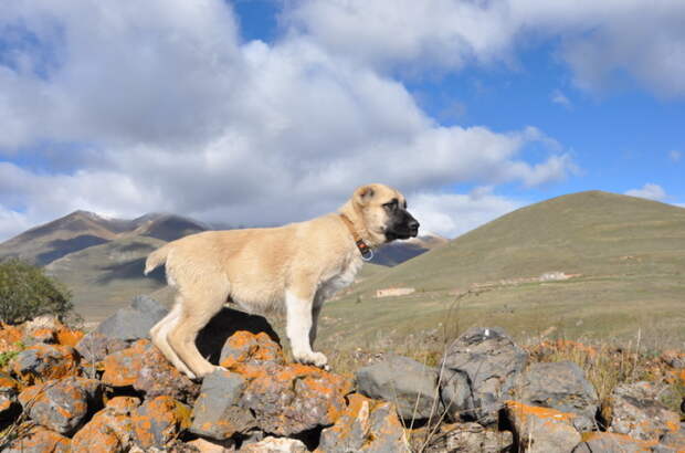 Гампр без проблем один может наброситься на волка и победить его, так как и сила, и габариты вполне позволяют это сделать / Фото: klkfavorit.ru Гампр без проблем один может наброситься на волка и победить его, так как и сила, и габариты вполне позволяют это сделать / Фото: klkfavorit.ru
