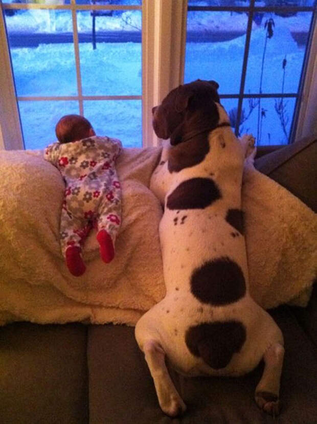 dogs-and-babies-6