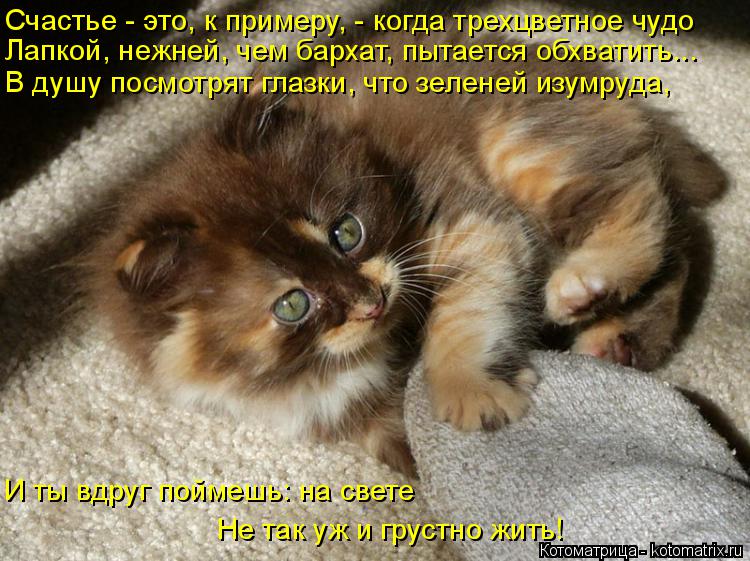 Котоматрица: Счастье - это, к примеру, - когда трехцветное чудо Лапкой, нежней, чем бархат, пытается обхватить... В душу посмотрят глазки, что зеленей изумр