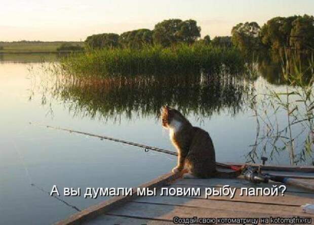 Котоматрицы(картинки с надписями)