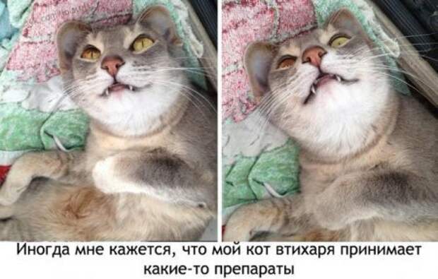 Клуб любителей юмора.