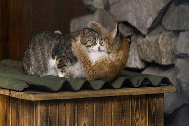 Удочерённая кошкой рысь переросла «маму» в Новосибирском зоопарке животные, зоопарк, кошки