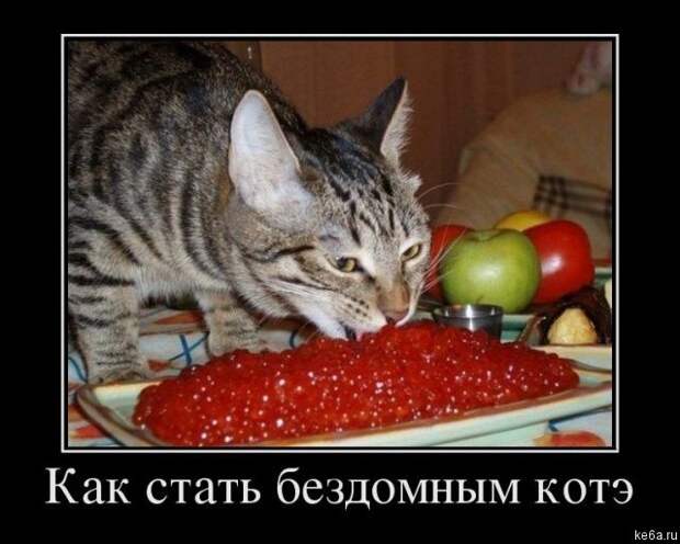 Животным смешно, а вам? (90 фото) smeshnie shivotnie 36 Животным смешно, а вам? (90 фото)
