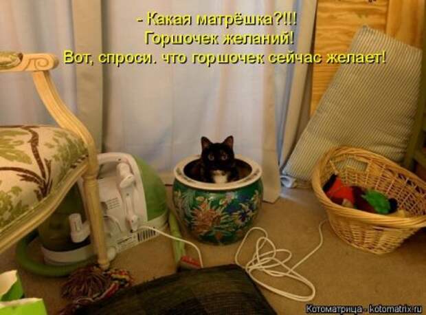 Котоматрицы, приколы с надписями про котов.