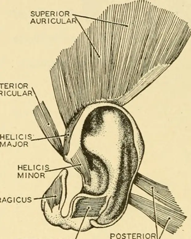 Мышцы ушной раковины