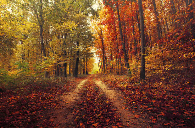 Autumn Walk CXXVI. by Zsolt Zsigmond on 500px.com