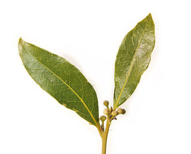 4278666_bay_leaf_pair443 (700x565, 53Kb)