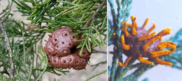 creepyplants42 Самые жуткие растения