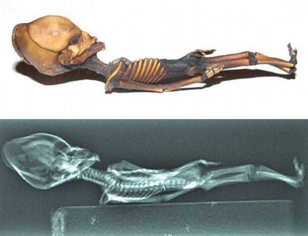 Гуманоид Атакамы - загадочная мумия из американской пустыни 4