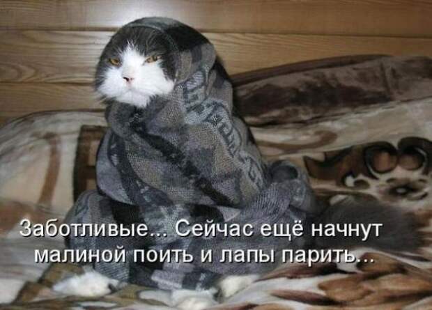Лучшие котоматрицы от 13.08.11