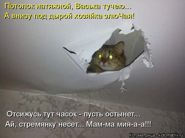 Лучшие котоматрицы недели (50 фото)