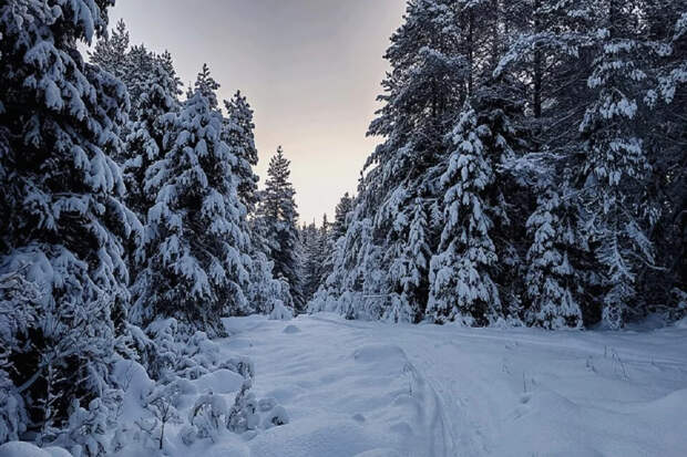 Яркая одежда, вода и компас: что нужно взять в лес, чтобы вернуться домой