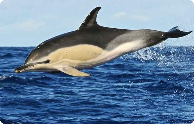 Обыкновенный дельфин, или дельфин-белобочка  (лат. Delphinus delphis)