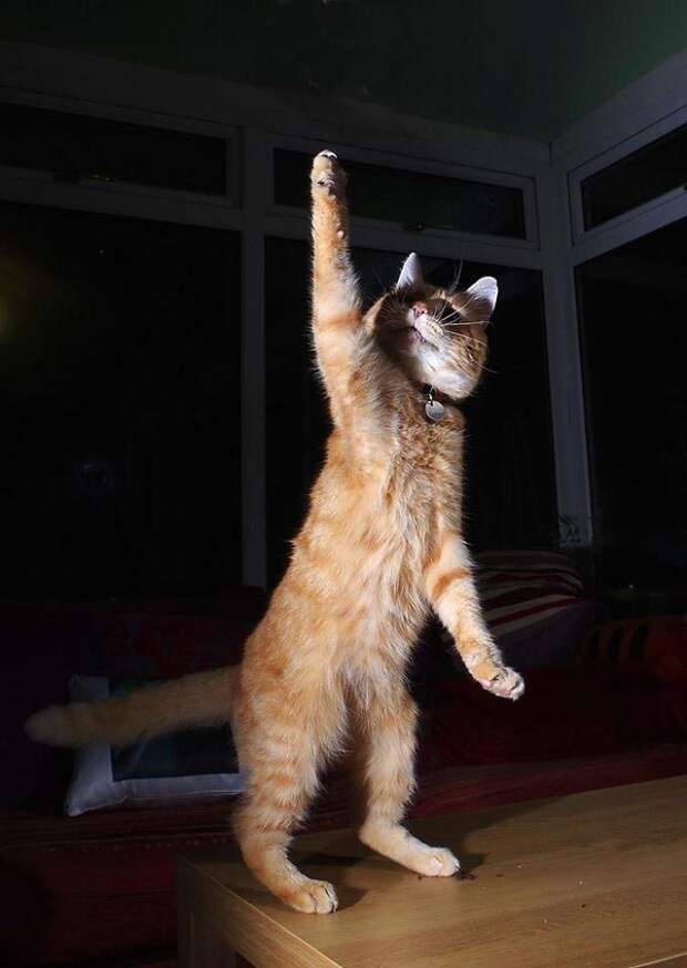 танцующие коты, кошки умеют танцевать