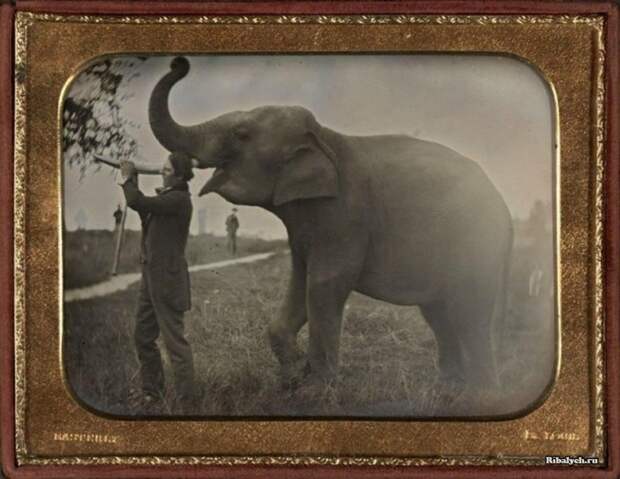 Первая известная фотография слона, 1850 год. Фотограф: Thomas Easterly. история, люди, мир, фото
