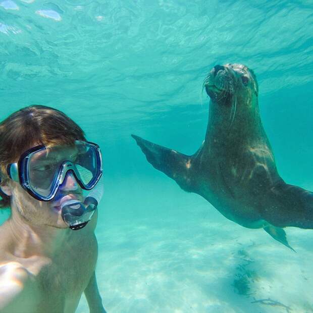 5510960-880-1450945704-funny-animal-selfies-allan-dixon-10