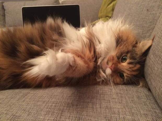 Без кота и жизнь не та
